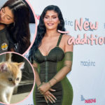 Kylie Jenner Welcomes ADORABLE New Kitten Ahead Of Baby No. 2!