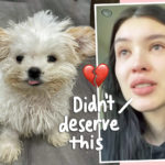 Model Annie Marie Tells Heartbreaking Story Exposing Labelle Foundation Dog Rescue Of Alleged Animal Cruelty -- With Receipts!
