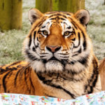 Horrifying Video Shows Florida Police Kill Beloved Tiger After Zoo Custodian Gets Bit In Unauthorized Area