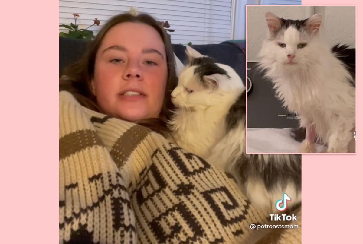 #Fans Mourn The Loss Of Beloved TikTok Famous Cat Pot Roast