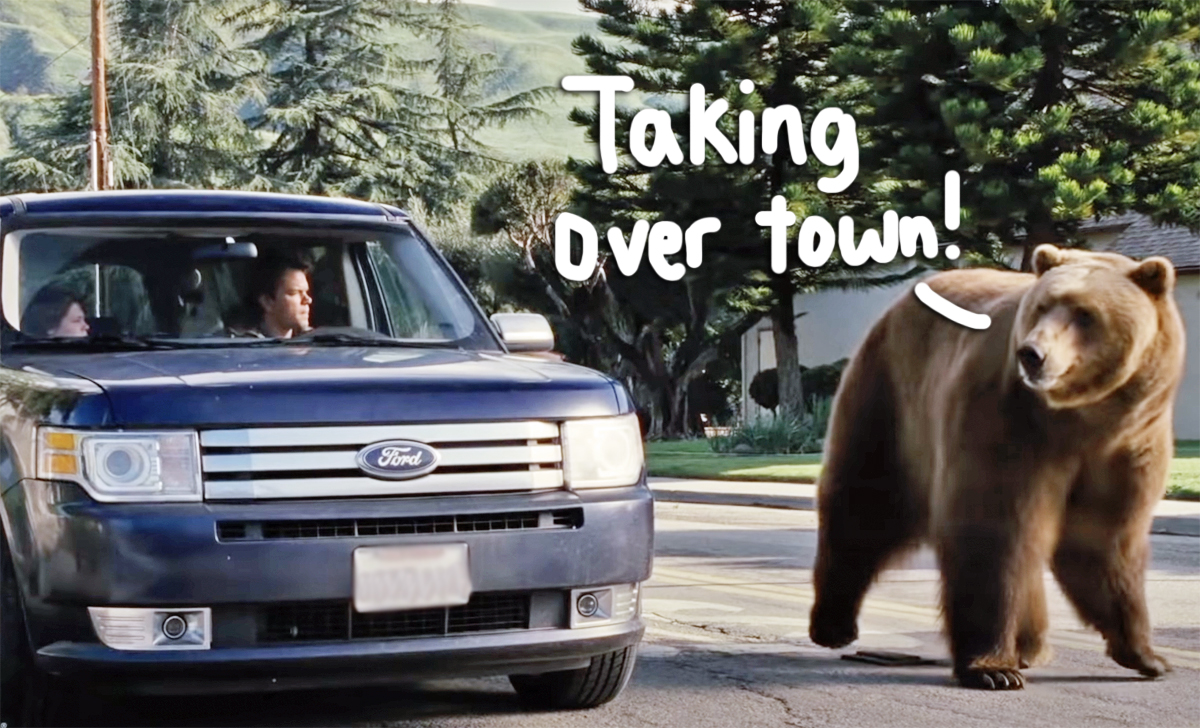 500LB Bear Called 'Hank The Tank' Terrorizing California Neighborhood