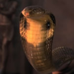 YouTuber Bit By Deadly Cobra Survives After Taking 65 BOTTLES Of Anti-Venom!