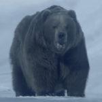 Mom Charged With Attempted Murder After Dropping 3-Year-Old Daughter Into Zoo's Bear Enclosure!
