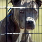 Woman Brutally Attacked By Her Own Pit Bull -- And It Was Captured On Elevator Camera As She Tried To Flee!