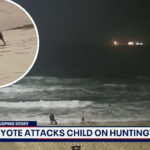 Video Captures Moment Coyote Viciously Attacks Toddler At Orange County Beach