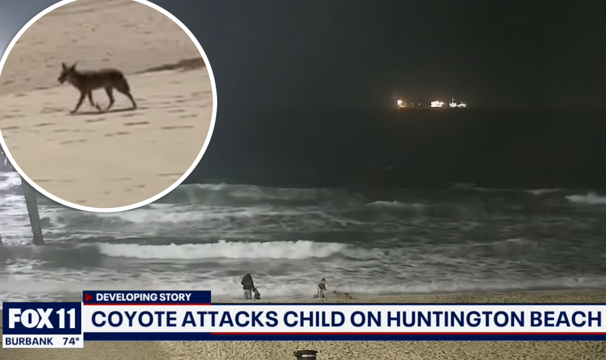 #Video Captures Moment Coyote Viciously Attacks Toddler At Orange County Beach