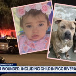 Mom Forced To Kill Beloved Family Dog After It Attacks Baby: 'I Chose My Daughter'