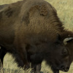 Video Captures Horrific Moment Yellowstone Bison Charges & Gores Man Defending Small Child!