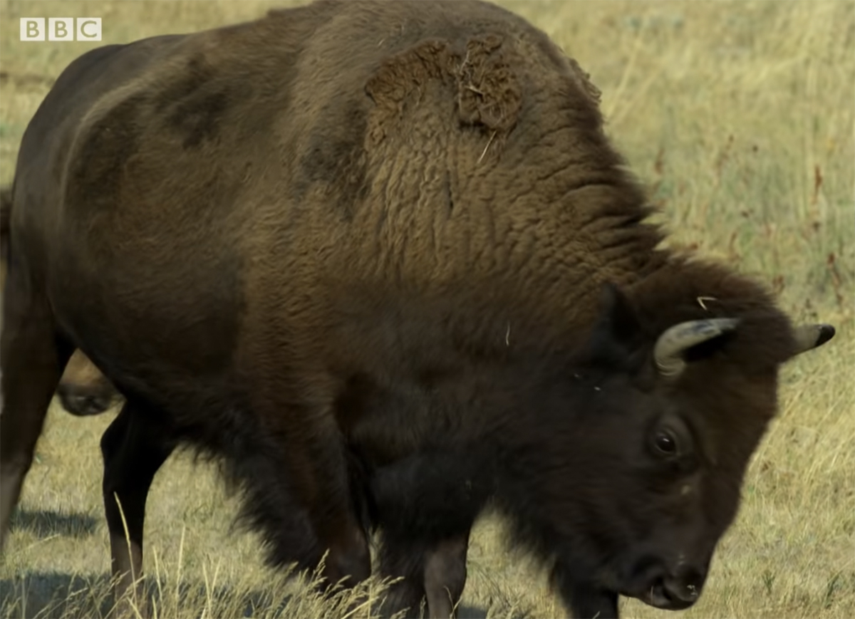 Video Captures Horrific Moment Yellowstone Bison Charges & Gores Man