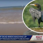 Horror Movie Come To Life As 'Hundreds' Of Dead Birds Wash Up On Martha's Vineyard