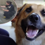 OMG! Onlookers Horrified As Gorillas Chase Dog Who Got Into Zoo Enclosure!