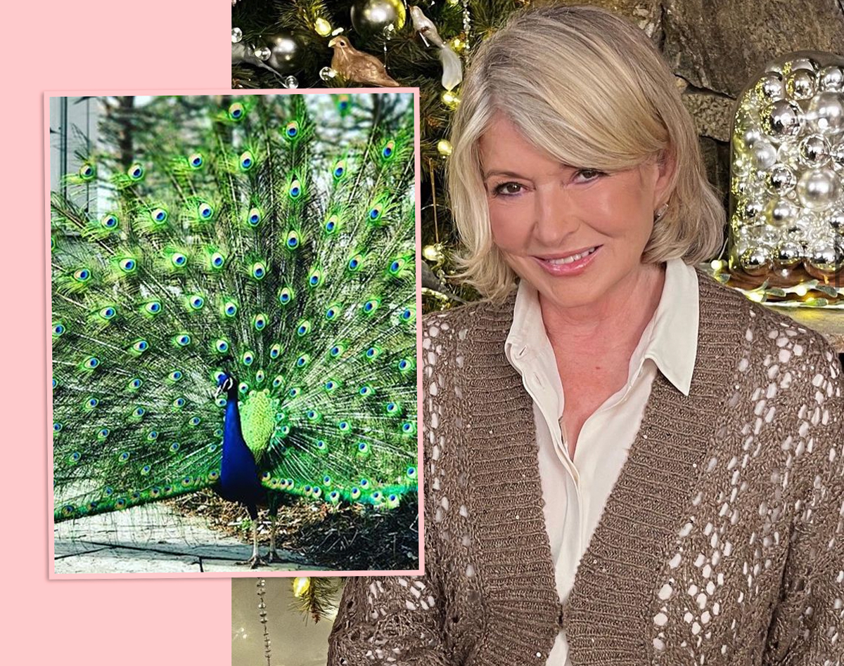 #Martha Stewart Mourns Deaths Of Her 6 Peacocks After They Were ‘Devoured’ By Coyotes In Broad Daylight