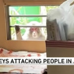 Japanese City Terrorized By Monkeys Attacking People & Trying To Snatch Babies: 'They Are So Smart'