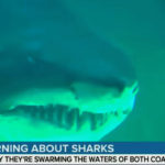 15-Year-Old Girl Loses Leg In Brazen Shark Attack -- Right On The Beach! 