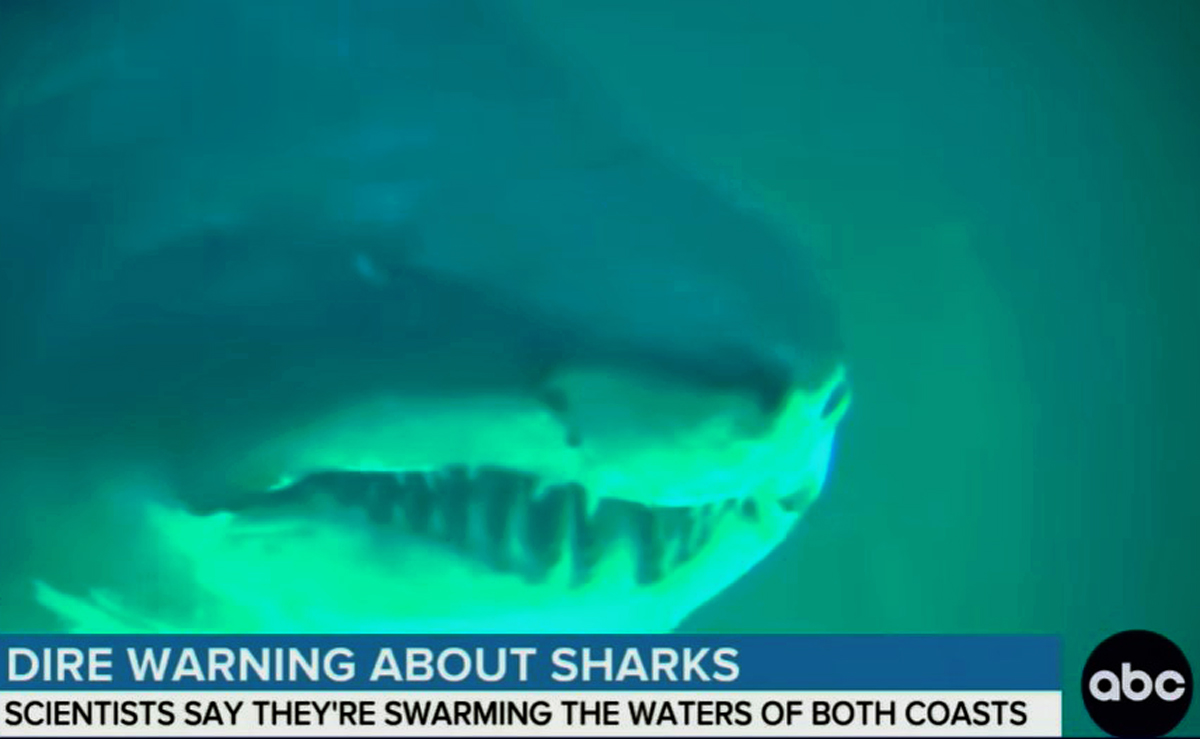 #15-Year-Old Girl Loses Leg In Brazen Shark Attack — Right On The Beach! 