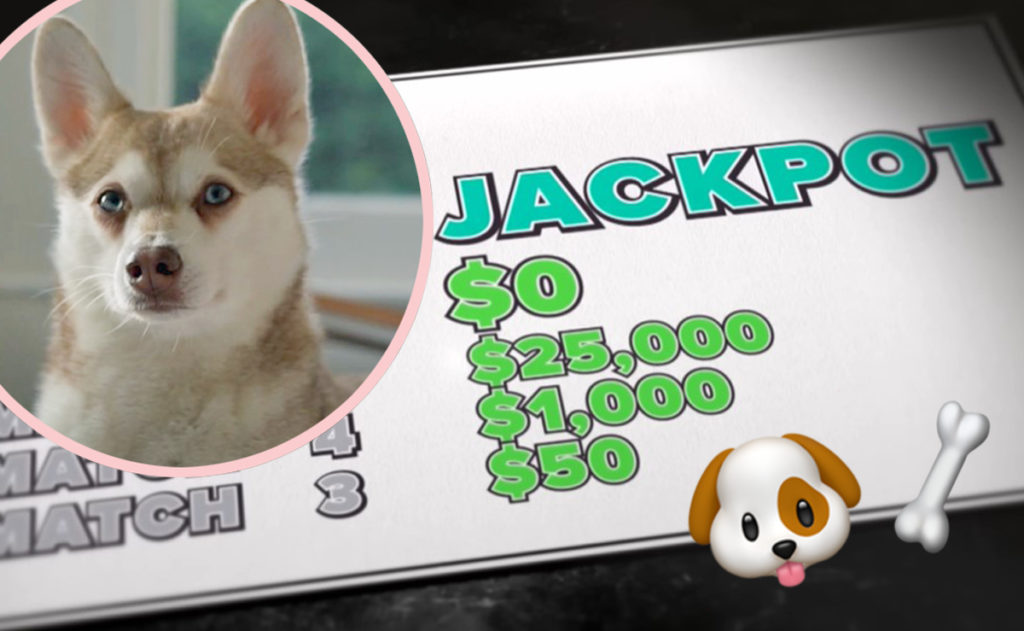 couples dogs eat winning lottery ticket