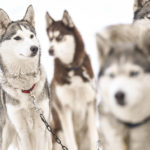 Montana Hunter Killed A Dog & Put Its Skinned Body On Display -- Because She Thought It Was A Wolf?!