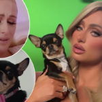 Paris Hilton's 'Heart Is Broken' As She Searches For Missing Dog Diamond Baby, Offers ‘Big Reward’ For Return