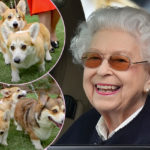 What Will Happen To Queen Elizabeth's Corgis??