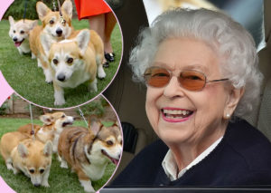 What Will Happen To Queen Elizabeth's Corgis?? - Perez Hilton
