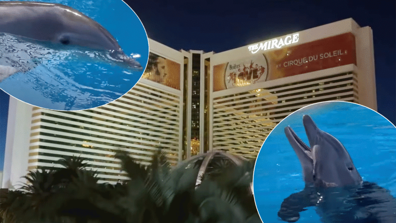 The Vegas Dolphin Death Pool