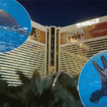 Las Vegas Dolphin Habitat ‘Temporarily Closing’ After Third Death In SIX MONTHS