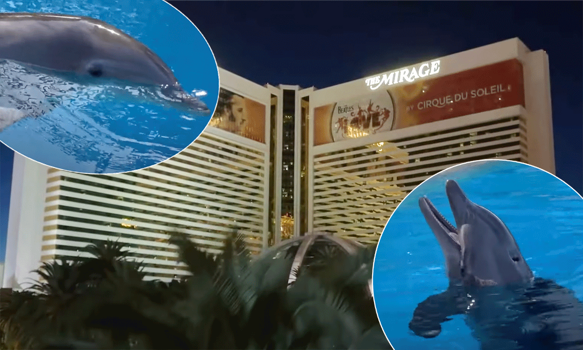 Las Vegas dolphin attraction closes after third death in five months