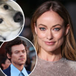 LA Animal Rescue DENIES Olivia Wilde’s Former Nanny’s Claim She Abandoned Her Dog For Harry Styles!