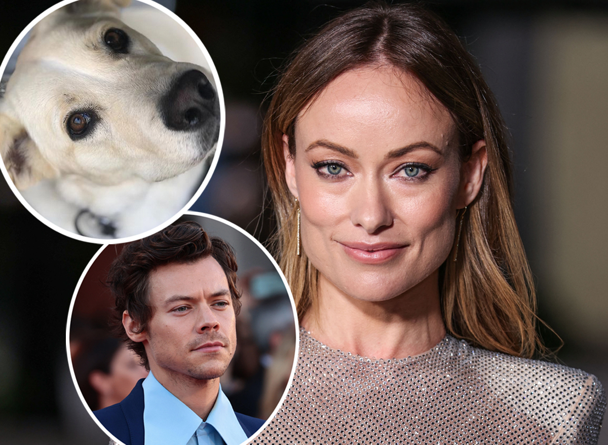 #LA Animal Rescue DENIES Olivia Wilde’s Former Nanny’s Claim She Abandoned Her Dog For Harry Styles!