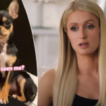 Paris Hilton Provides Update On Missing Dog: Says Multiple 'Pet Mediums' Claim 'She Is Alive'