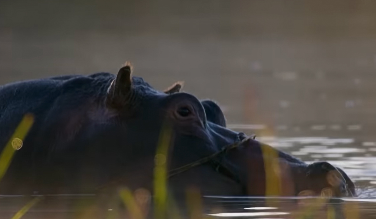 #2-Year-Old Boy Rescued After ‘Half Of His Body’ Is Swallowed By A Hippo!