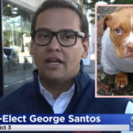 George Santos Allegedly Created FAKE Animal Charity & Stole Service Dog's Surgery Money!