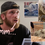 Logan Paul's Pet Pig Pearl Found Abandoned In A Field & Near Death -- And He Responds!