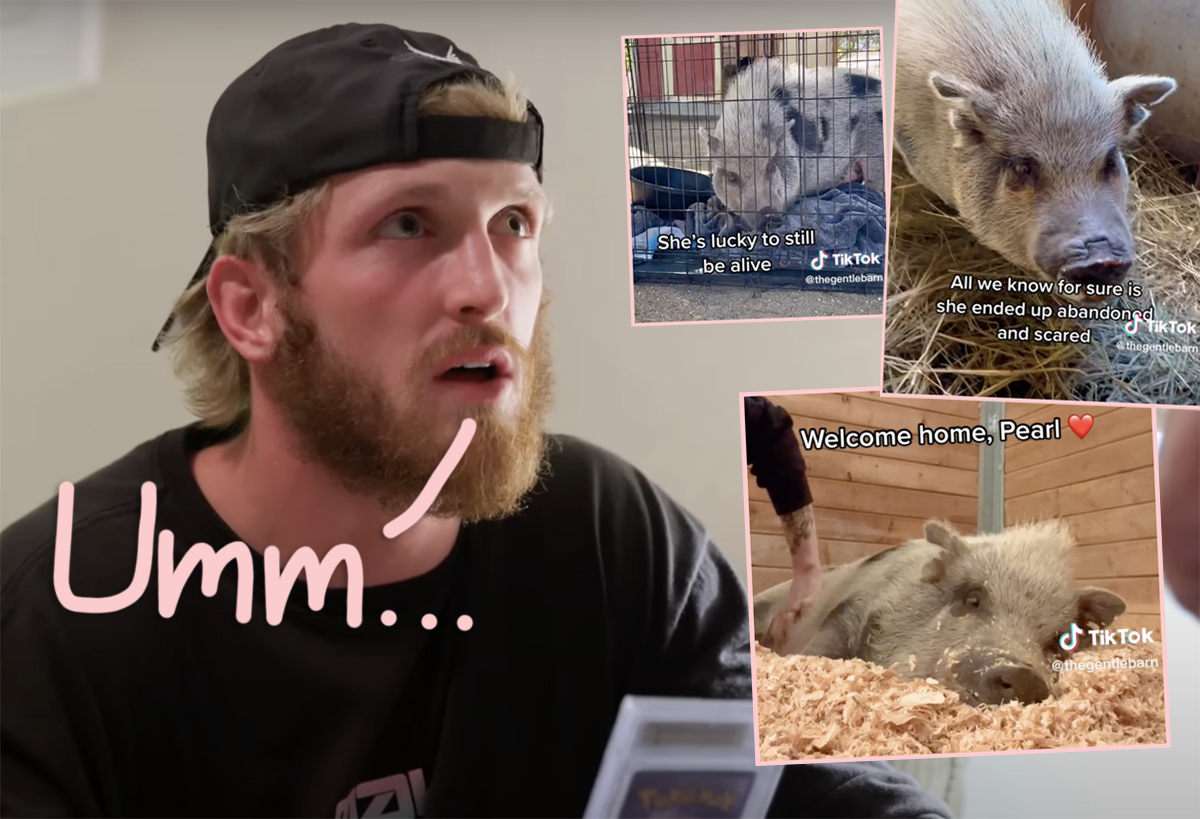 #Logan Paul’s Pet Pig Pearl Found Abandoned In A Field & Near Death — And He Responds!