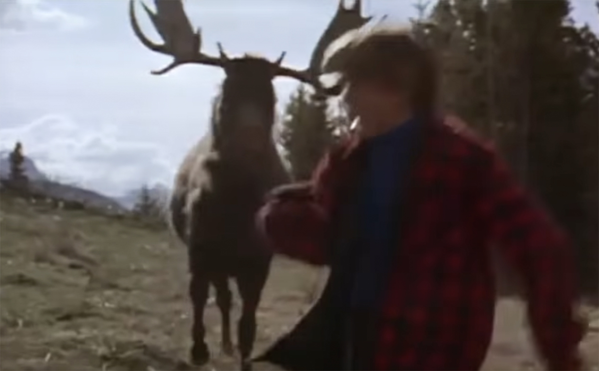 #Moose Sneaks Up On Woman Walking Her Dog And Kicks Her In The Head (VIDEO)
