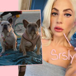 Lady GaGa Dogs: Woman Charged In Kidnapping Sues For 'No Questions Asked' $500,000 Reward!