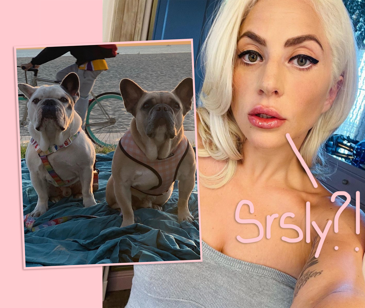 #Lady GaGa Dogs: Woman Charged In Kidnapping Sues For ‘No Questions Asked’ $500,000 Reward!