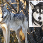 Woman Who Mistakenly Hunted & Killed A HUSKY Gets Slap On The Wrist!