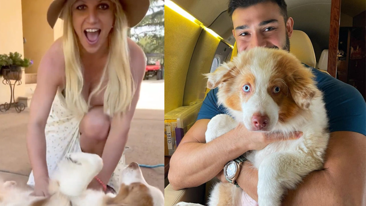 Dog Goes Viral for Howling Britney Spears's Toxic