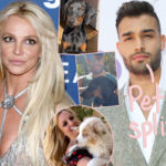 Britney Spears & Sam Asghari Have Already Agreed On Dog Custody Amid Divorce!