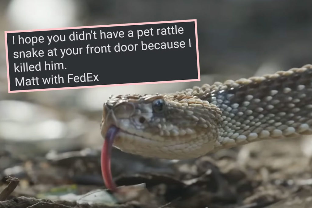 FedEx Driver Kills Rattlesnake RIGHT After Homeowner's Daughter Walks ...