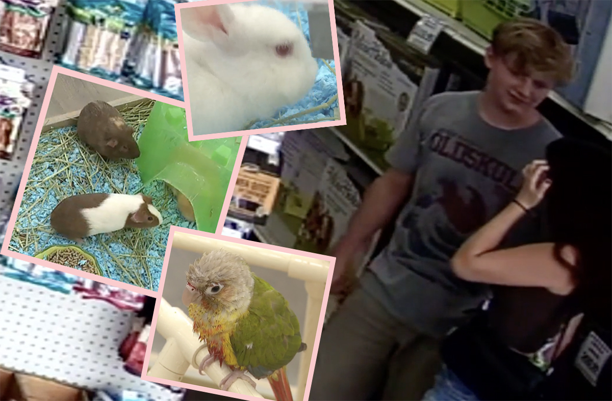 Teen Goes On Animal Killing Spree In Oklahoma Pet Store