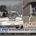 Nebraska Man Pulled Over With 2,200-LB BULL In Passenger Seat! LOOK!