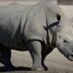 Zookeeper Crushed To Death & Another Injured In Tragic Mishap During Rhino Feeding