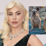 Case Closed! Lady GaGa Does NOT Have To Pay $500K Reward To Dognapping Accomplice!