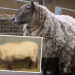 Fiona The 'Loneliest Sheep' Rescued From Bottom Of Scottish Cliff After She Was Stranded For 2 Years!