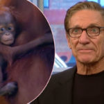 Maury Povich Settles A Paternity Suit… For A Baby Orangutan?!