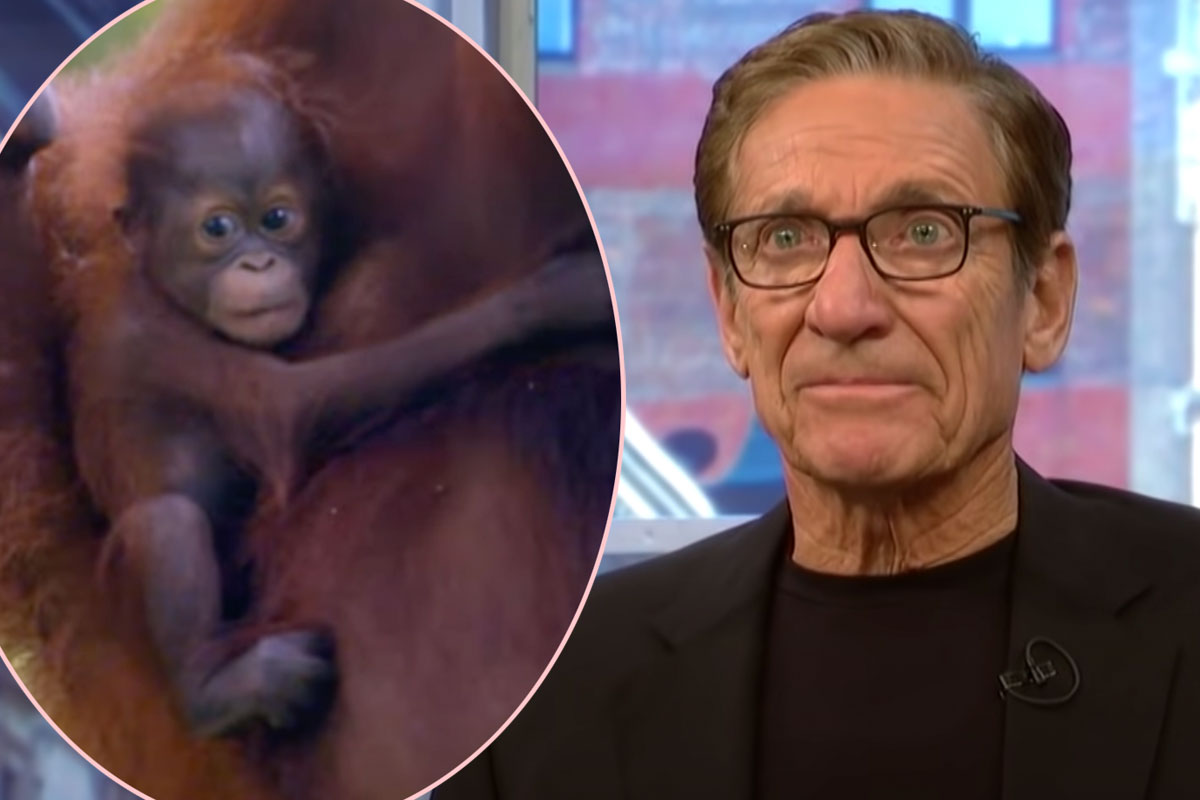 #Maury Povich Settles A Paternity Suit… For A Baby Orangutan?!
