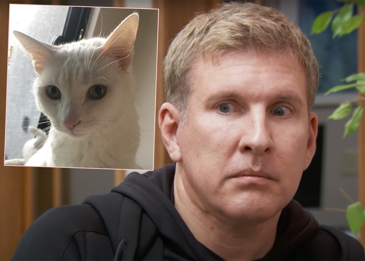 Feds BLAST Todd Chrisley’s Dead Cat Story & Other Prison Condition Claims!