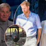 Prince Harry And Meghan Markle Adopted A Chicken From Ellen DeGeneres?!